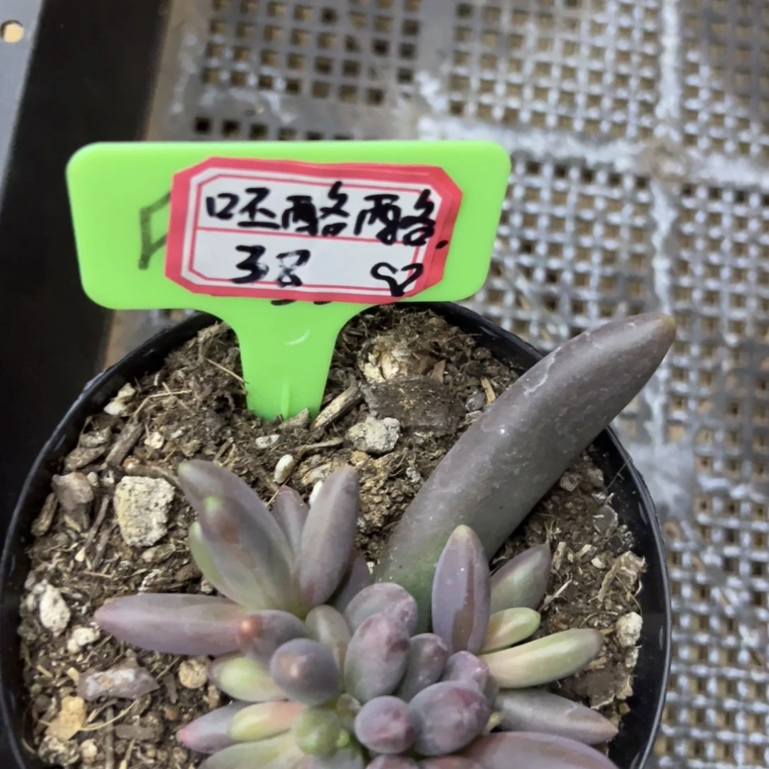 呸***酪我也想看他演，烙38