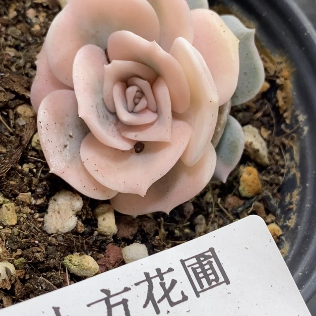 913双子座福伦锦阴阳