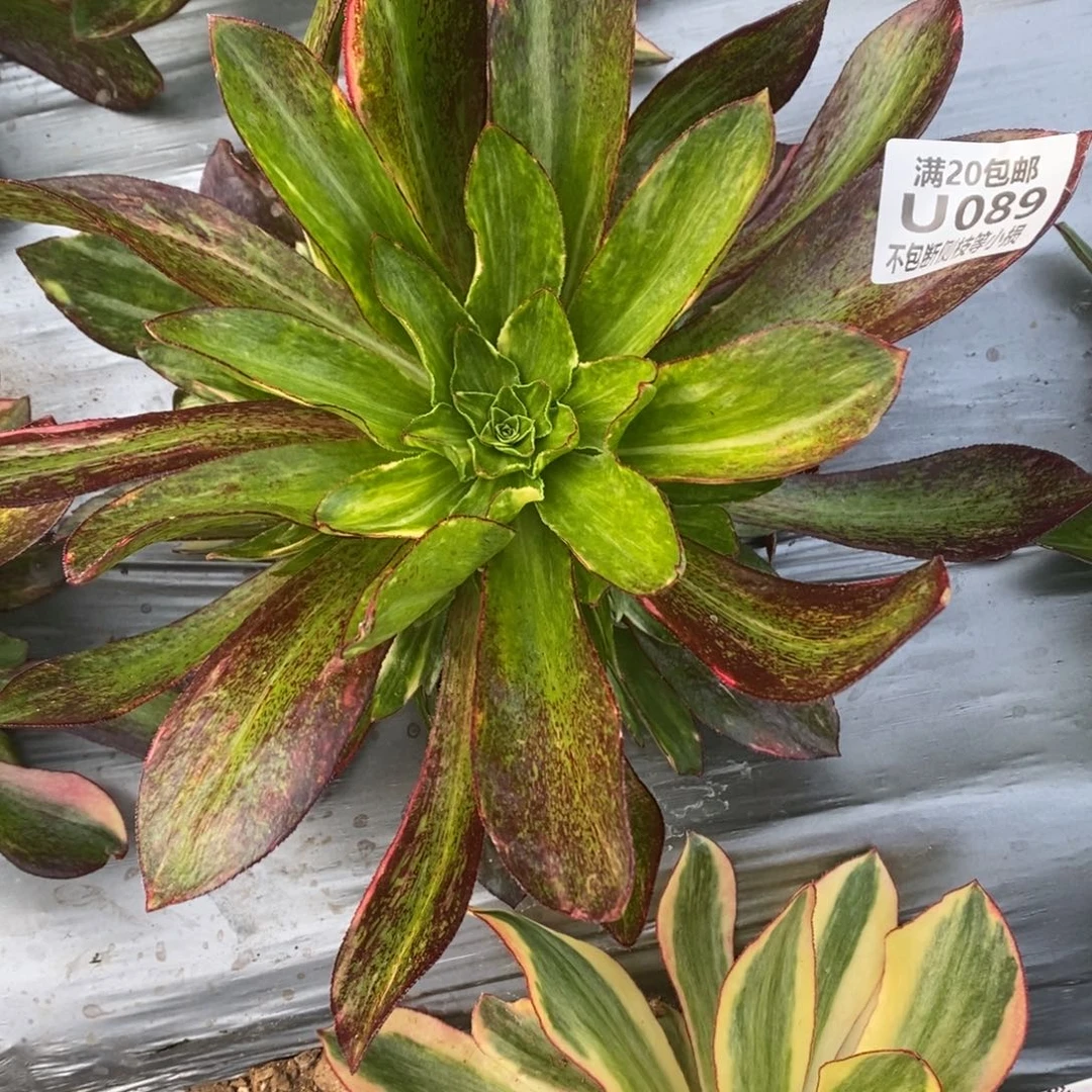 089魅影七彩多肉法师锦