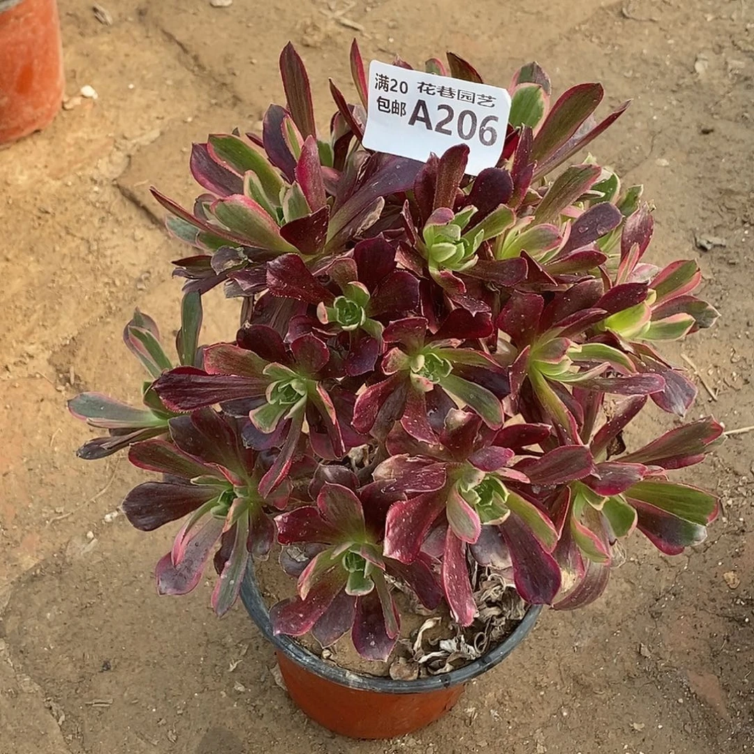 206 多肉植物不包断枝