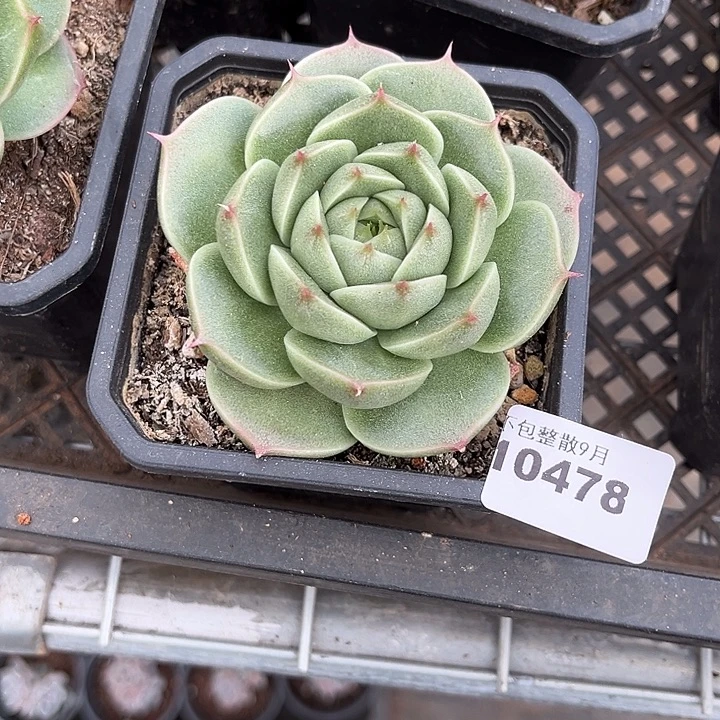 阿雅园艺。         478麦秆