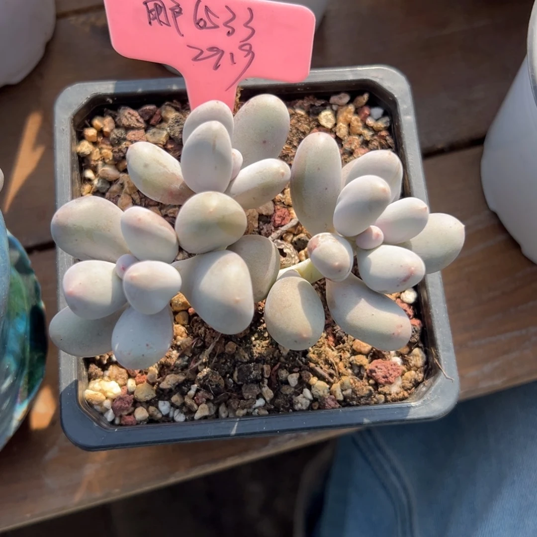 用***9米可奶 111111111111111