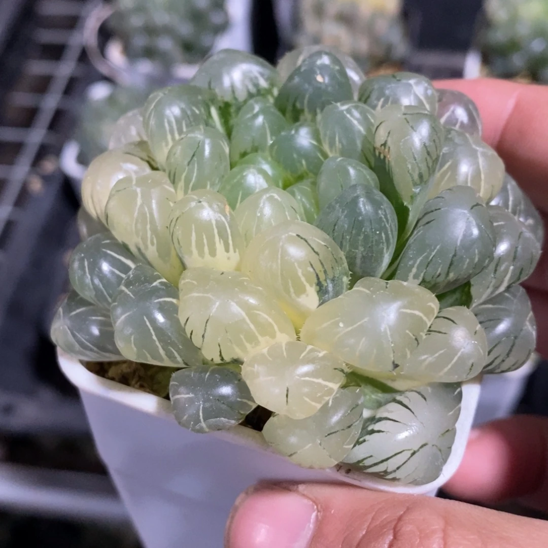 一颗湖水玉露锦 元旦福利