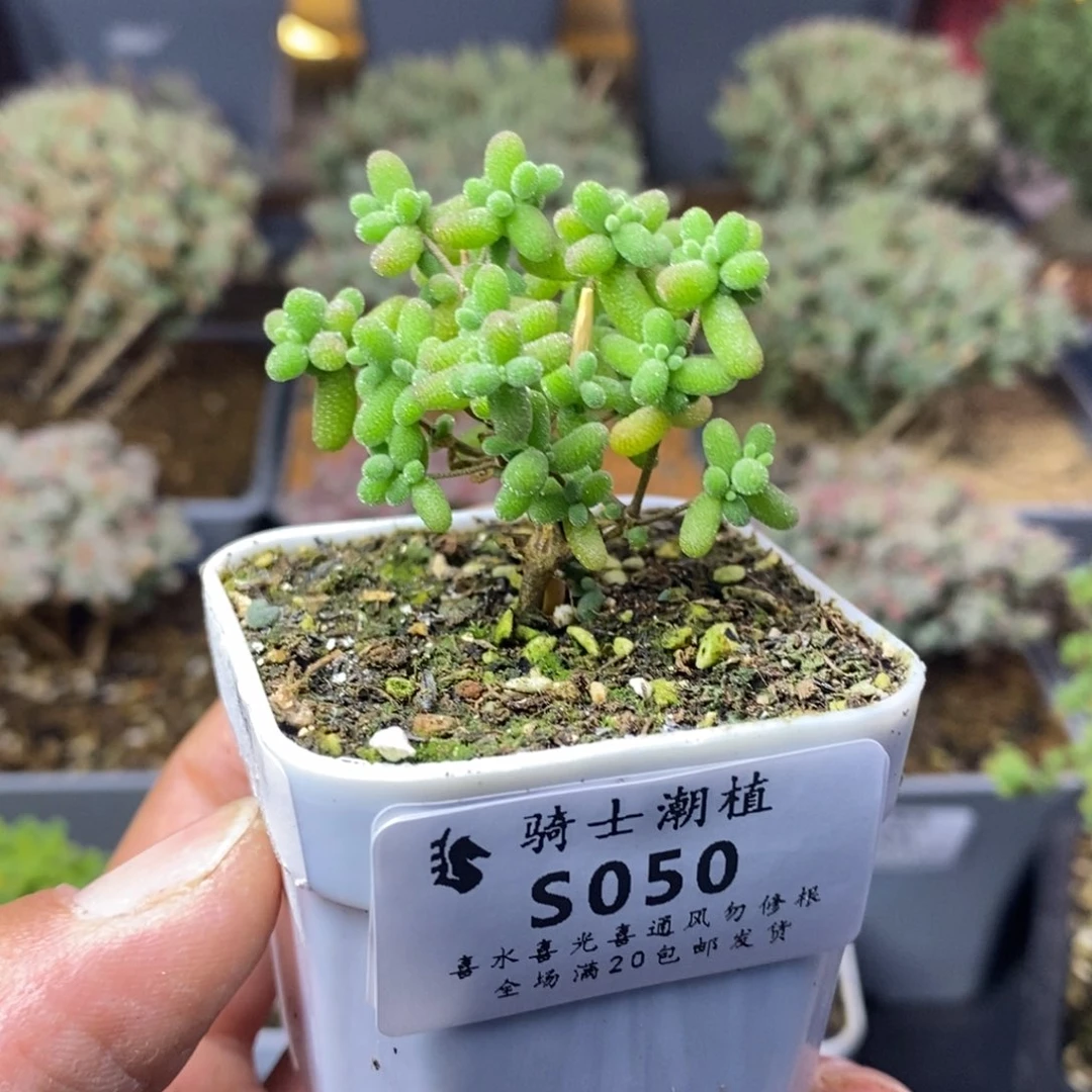 050实生糖豆米多肉