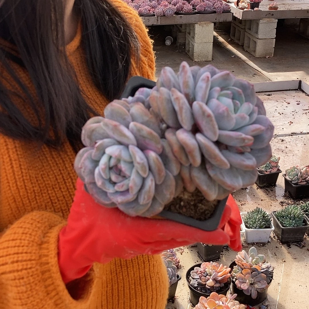 星影双头黑方盆量拍
