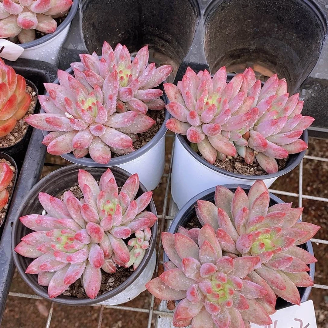 0716-2-新虞美人双头一颗量拍