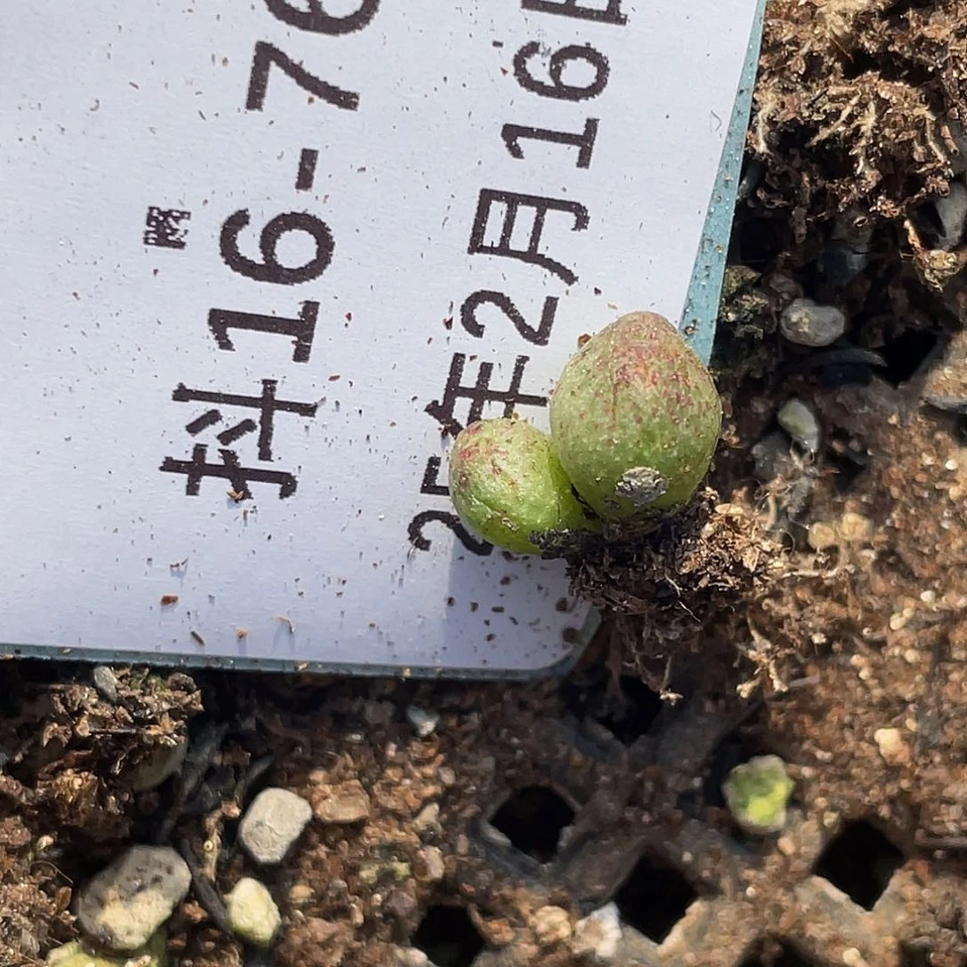 ?16-76肉锥多肉植物