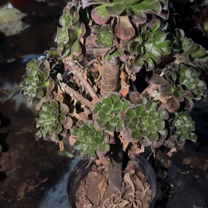 779拉丝锦法师木质的