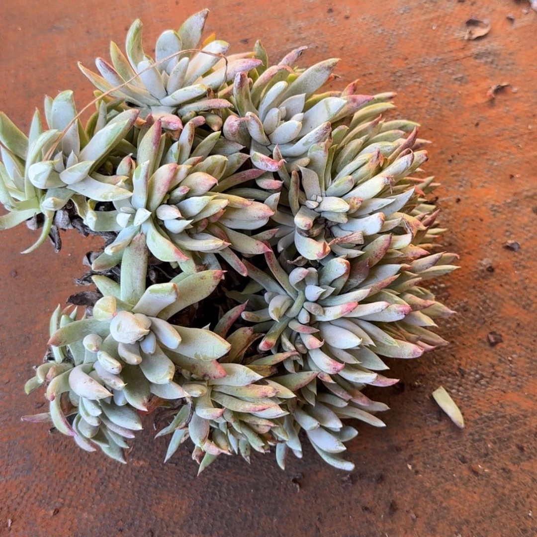 k***n阿金尼仙女杯多肉福利