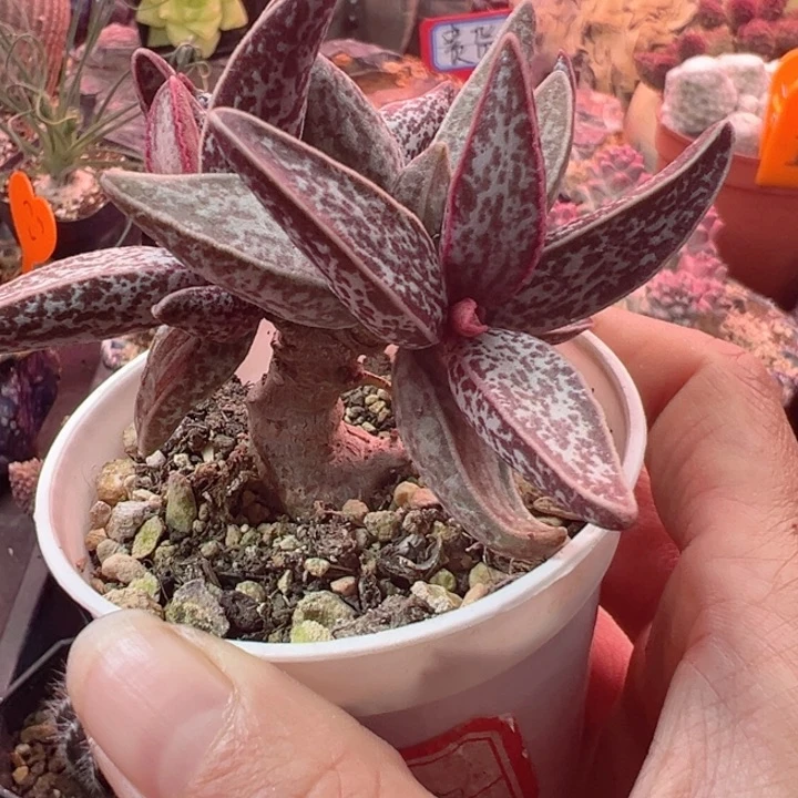 氺**淸好恭喜发财是你我最喜欢看