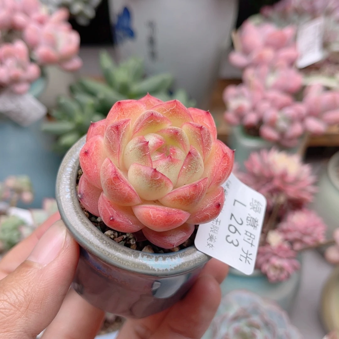 263 珍妮麦秆 带陶瓷盆发货 一物一拍