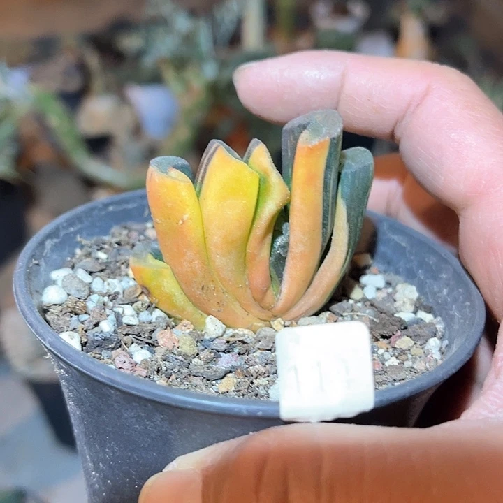 满38包邮2天凑单，脱土晾根发货多肉植物