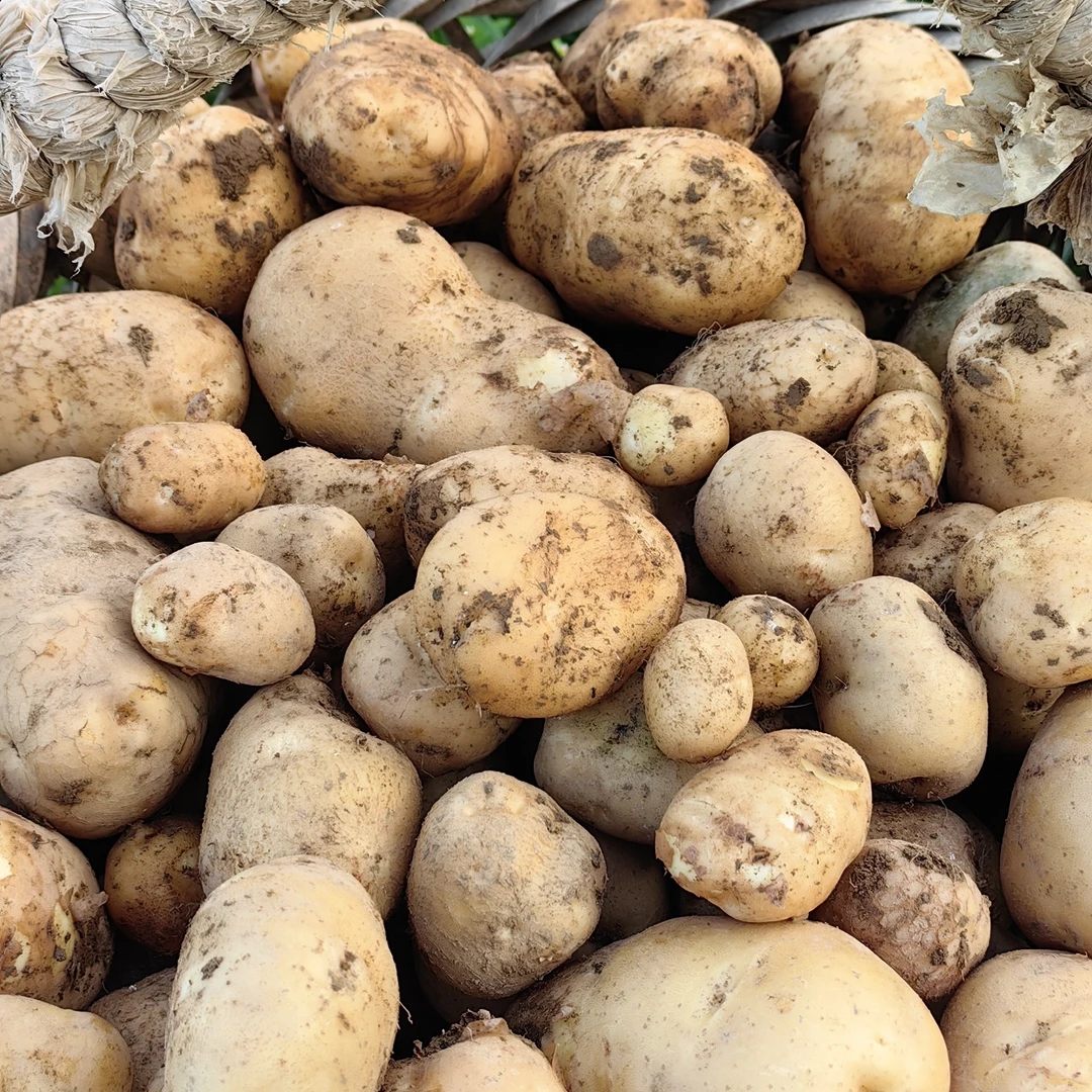 高山马尔科老品种黄心洋芋软糯香甜