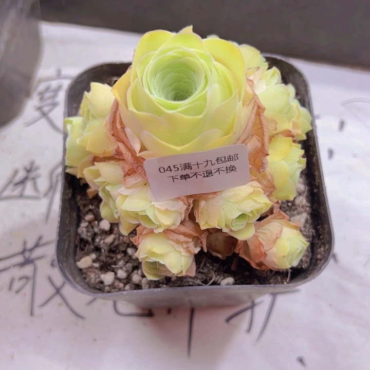 045 裸根不带土发货