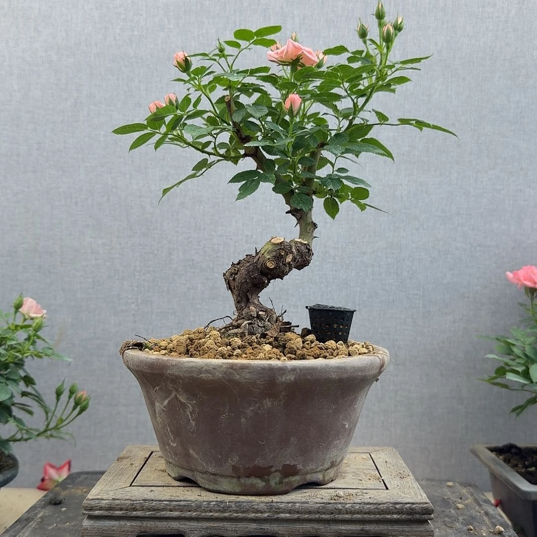 完全开放11111111111