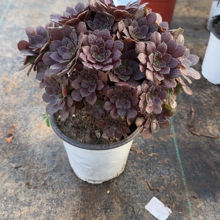 350两单包邮。  荷兰原叶。