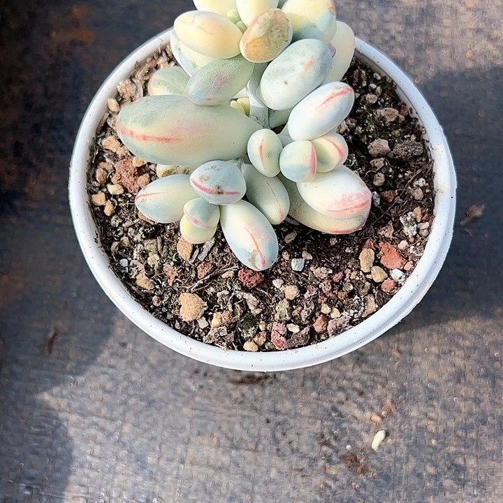 【闪购商品】容*夫娘锦