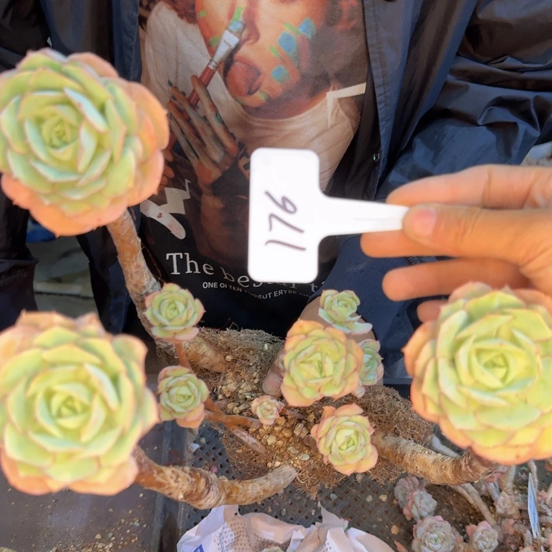 多肉植物的生长发育和