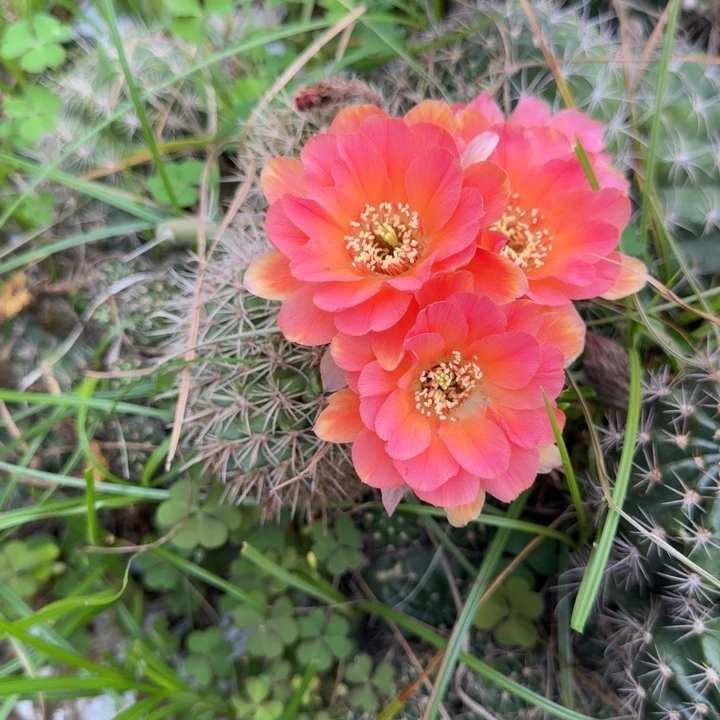 余****费丽花仙人球仙人掌502