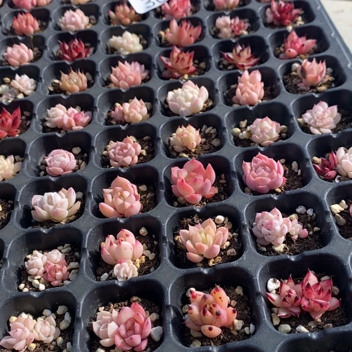 30 多肉植物盆栽花卉