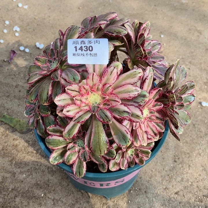 1430微锦多肉植物