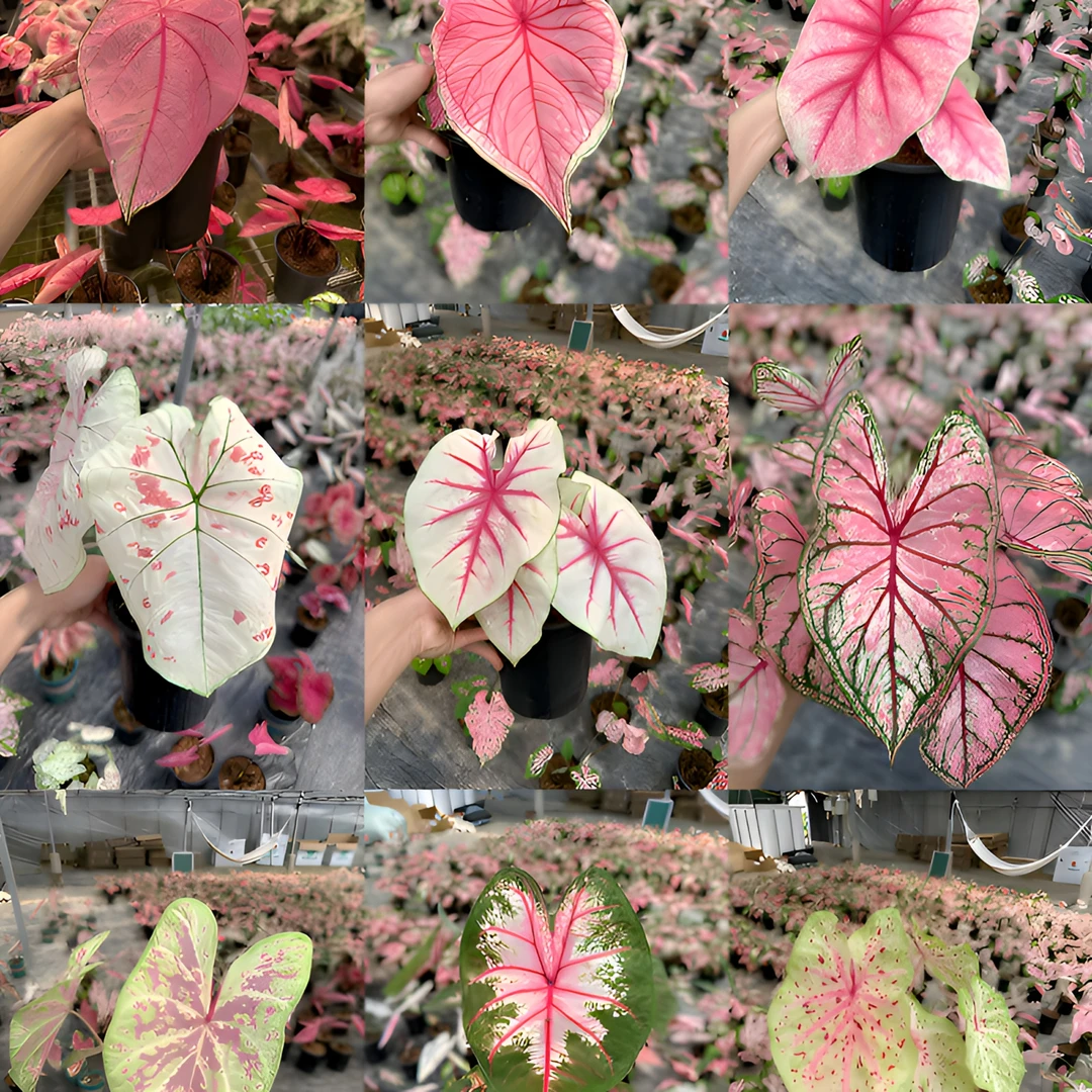 【小球彩叶芋】混球幻想曲春萌草莓玫瑰彩叶芋-轻微叶损不包售后