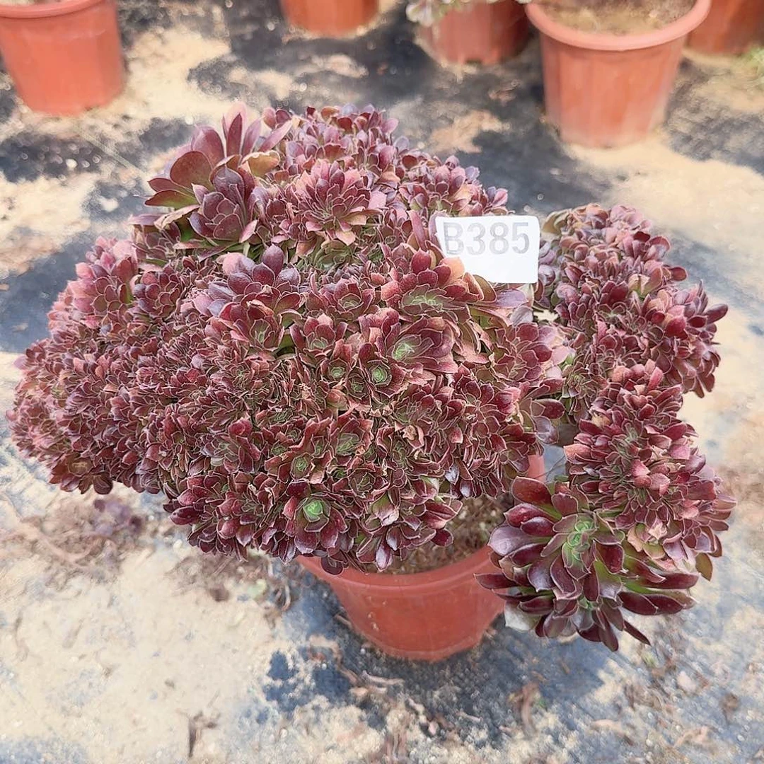 385玫瑰朵朵一颗呀呀