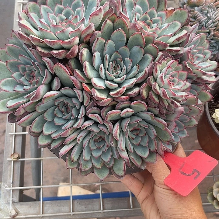 两单包邮，一物一拍荷花5