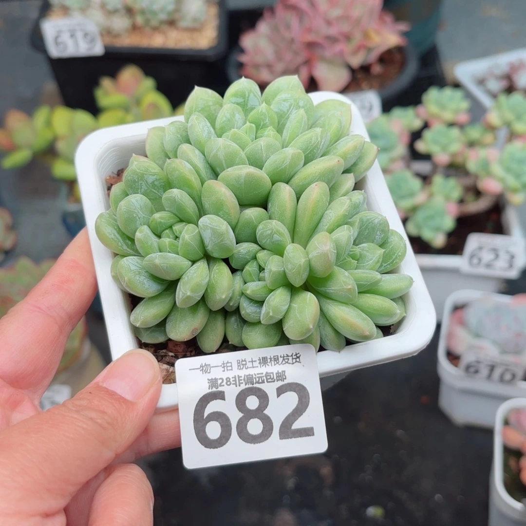 百达翡翠无盆土发货