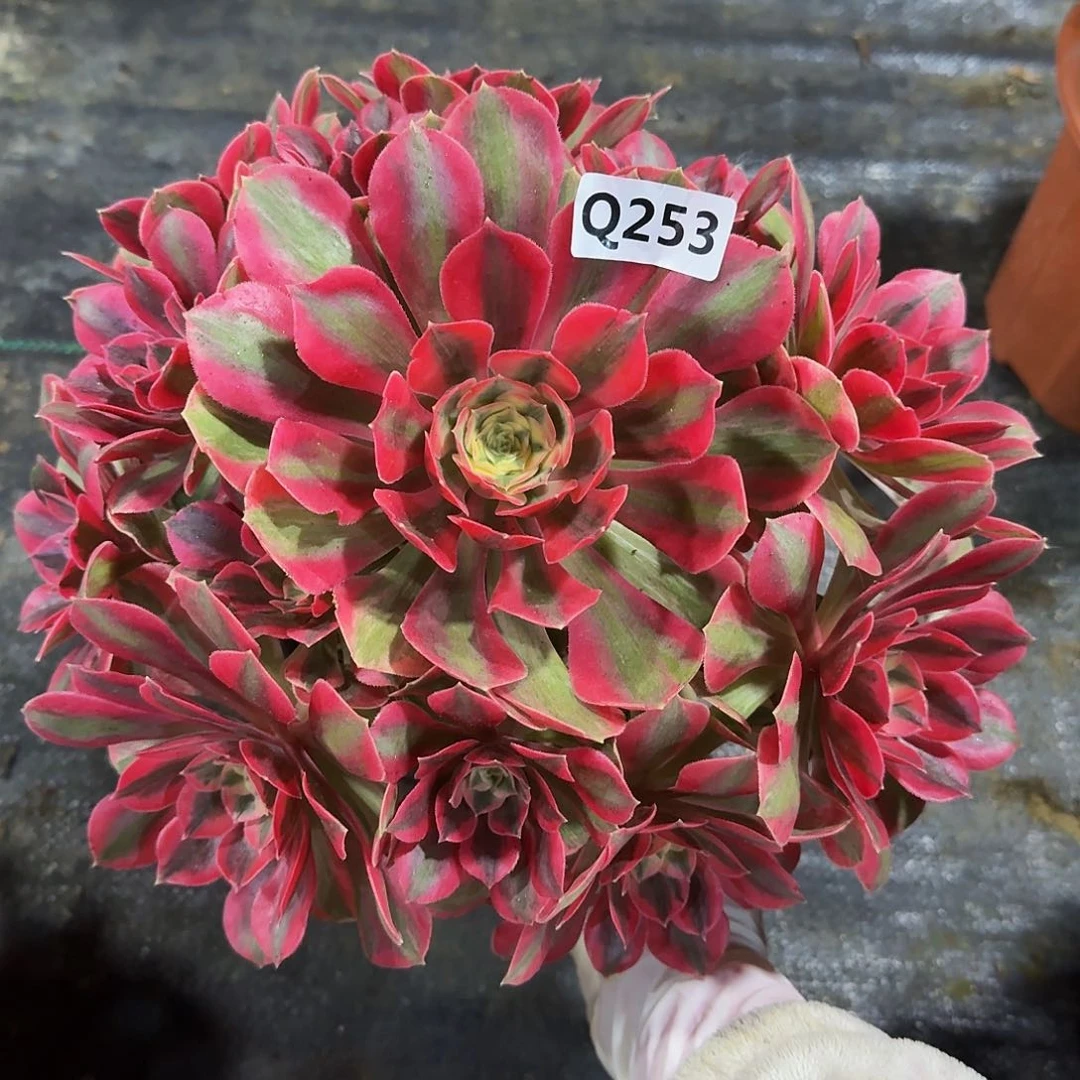 253粉女妖44冠服25左右