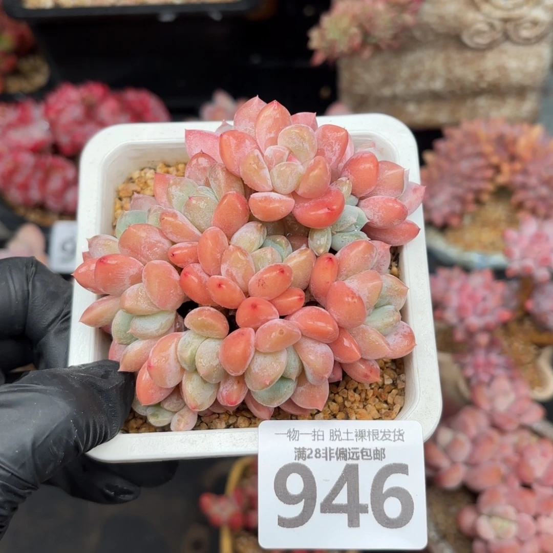 芙丽朵无盆土发货