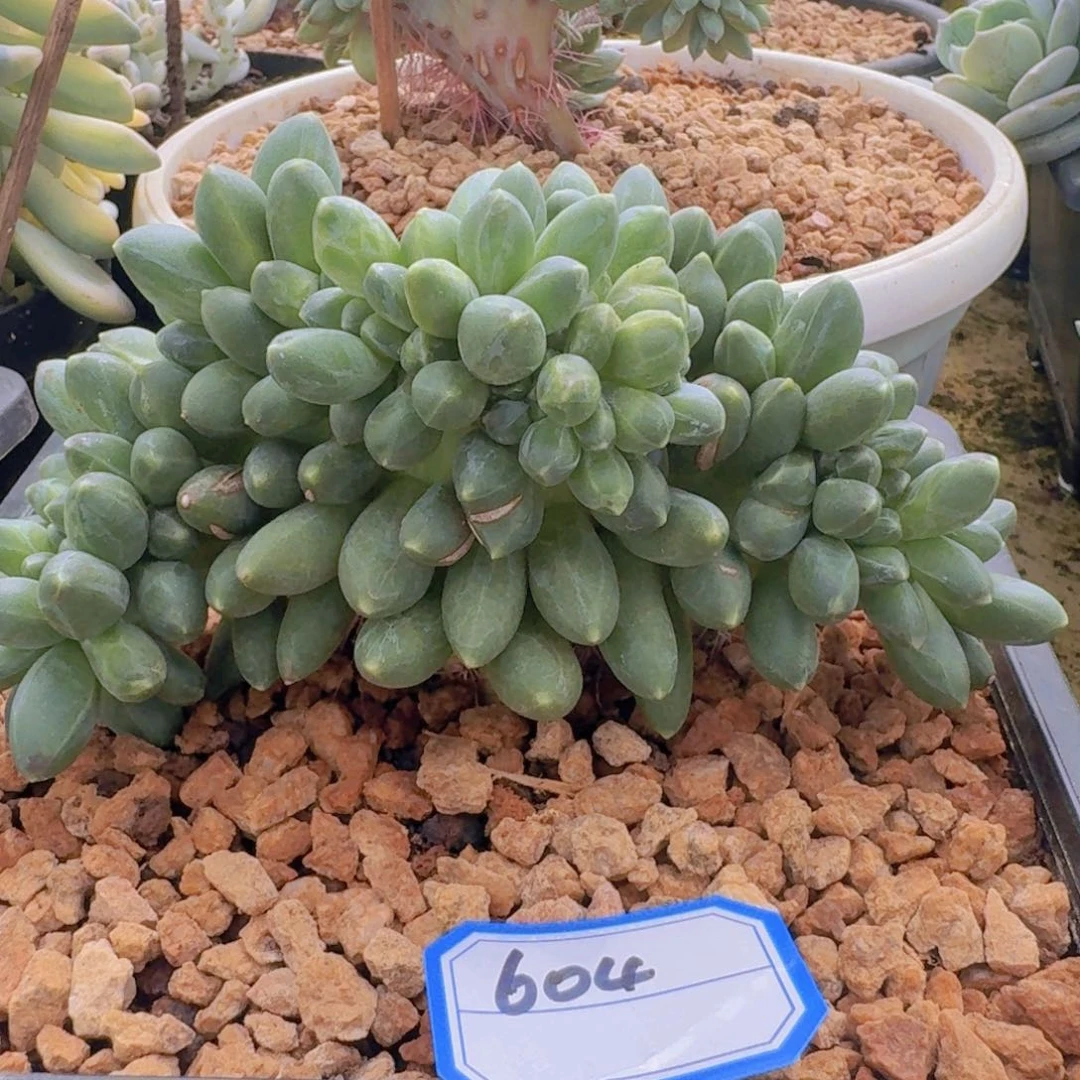 604千代田缀凡艺多肉