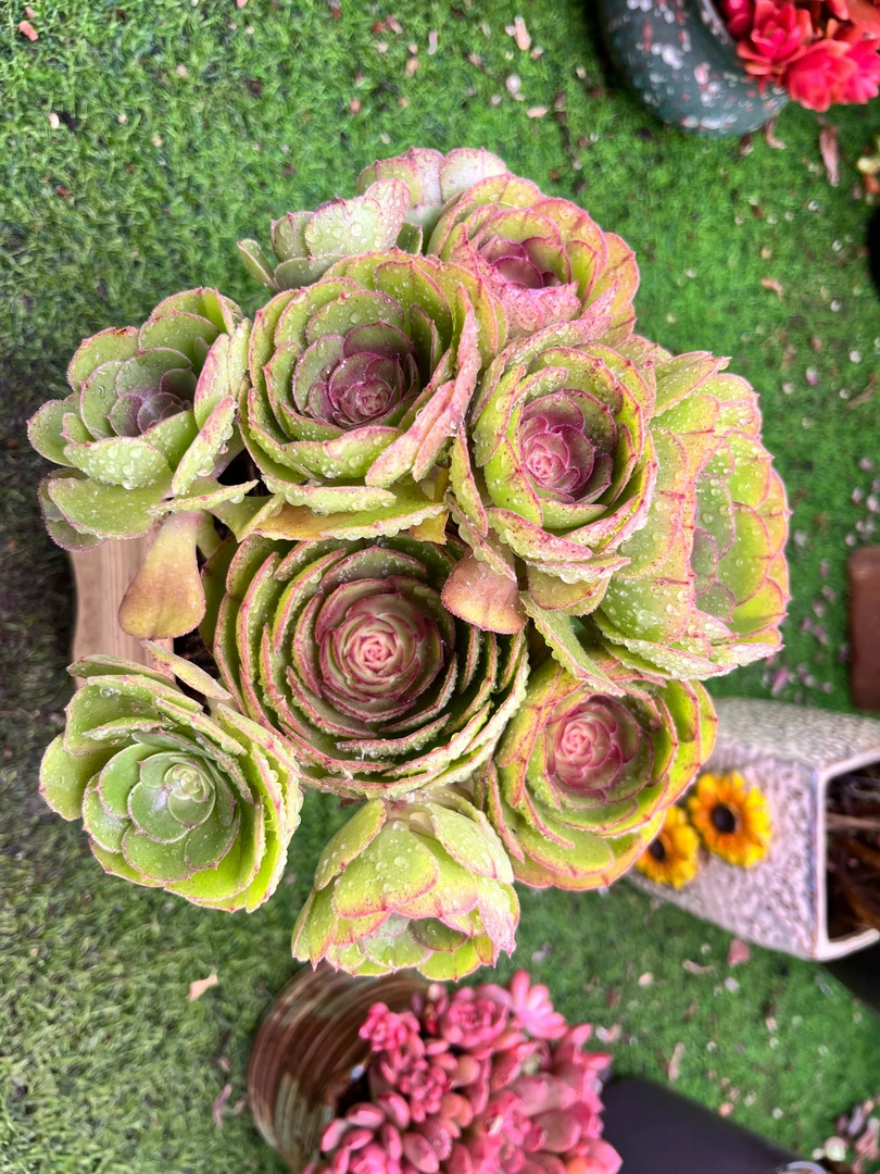 万圣节法师 灰太狼家多肉 满9.9元包邮