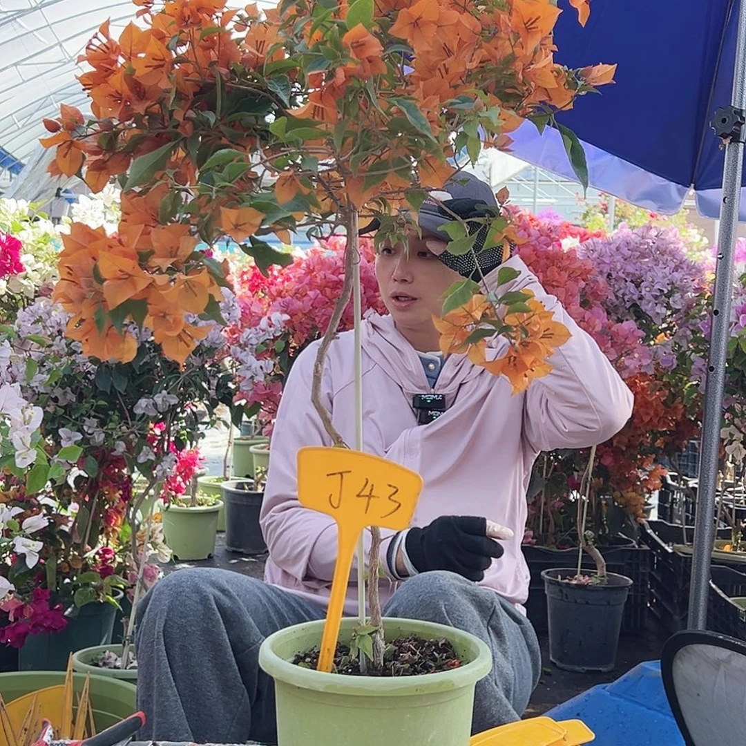 剪***布大部分花苞少量开放J43橙桑巴