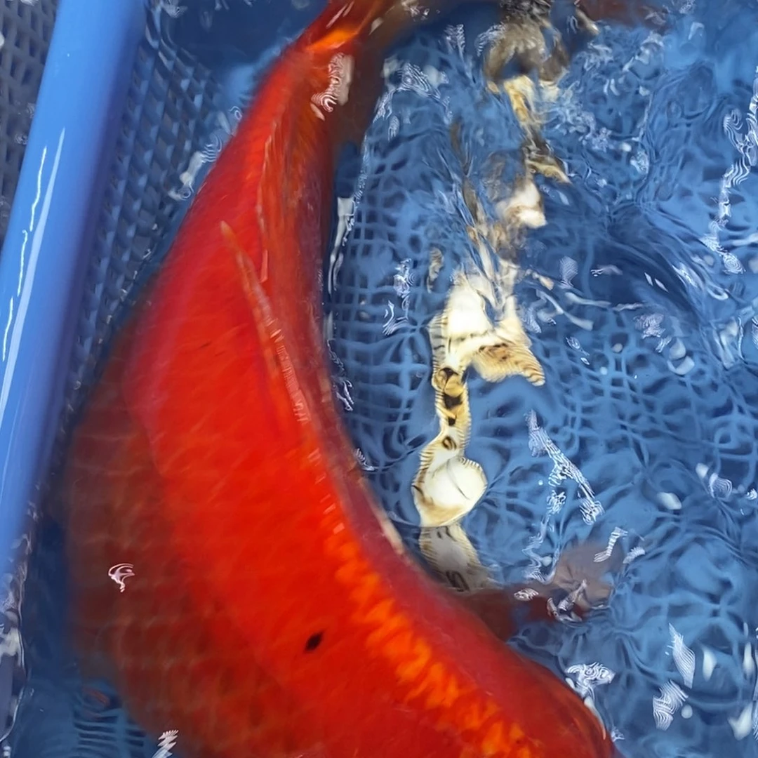 锦鲤冷水锦鲤包邮