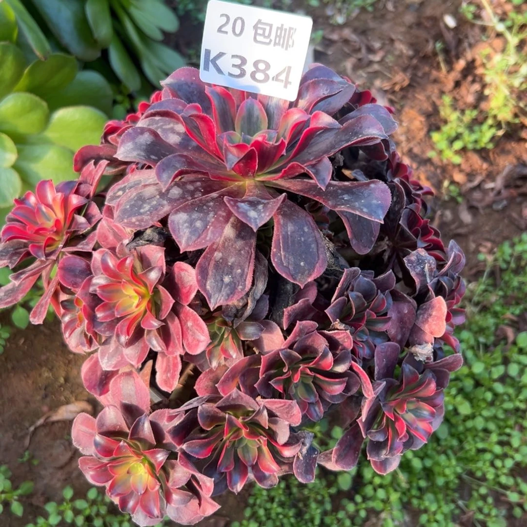 384凤冠，满20包邮嘟叮熊