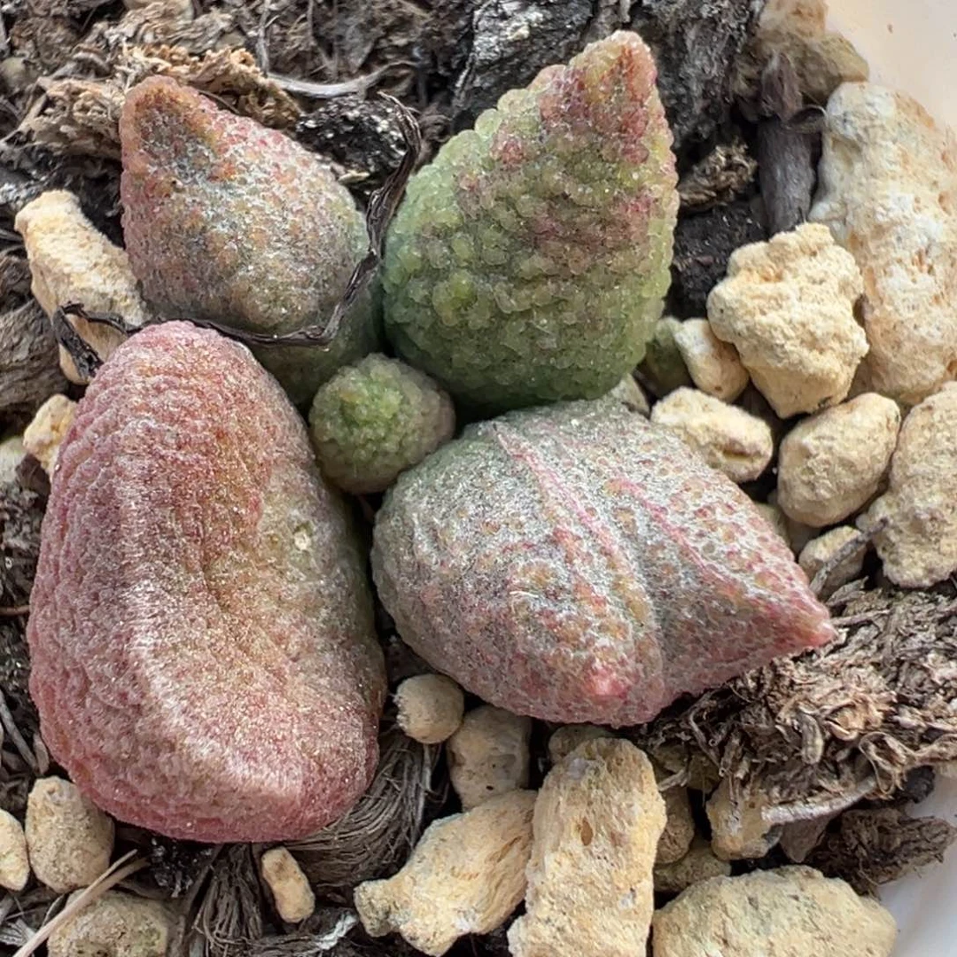 实生底叶苗纹路款多肉植物