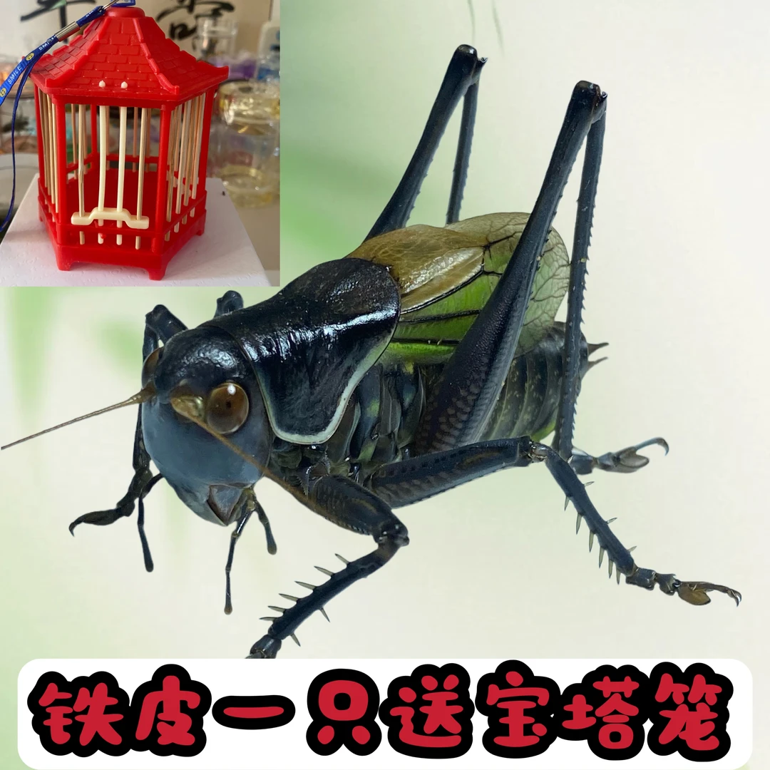 2025新脱春夏蝈蝈铁皮鸣虫活虫平谷野籽包邮包活叫声大精品小圆笼