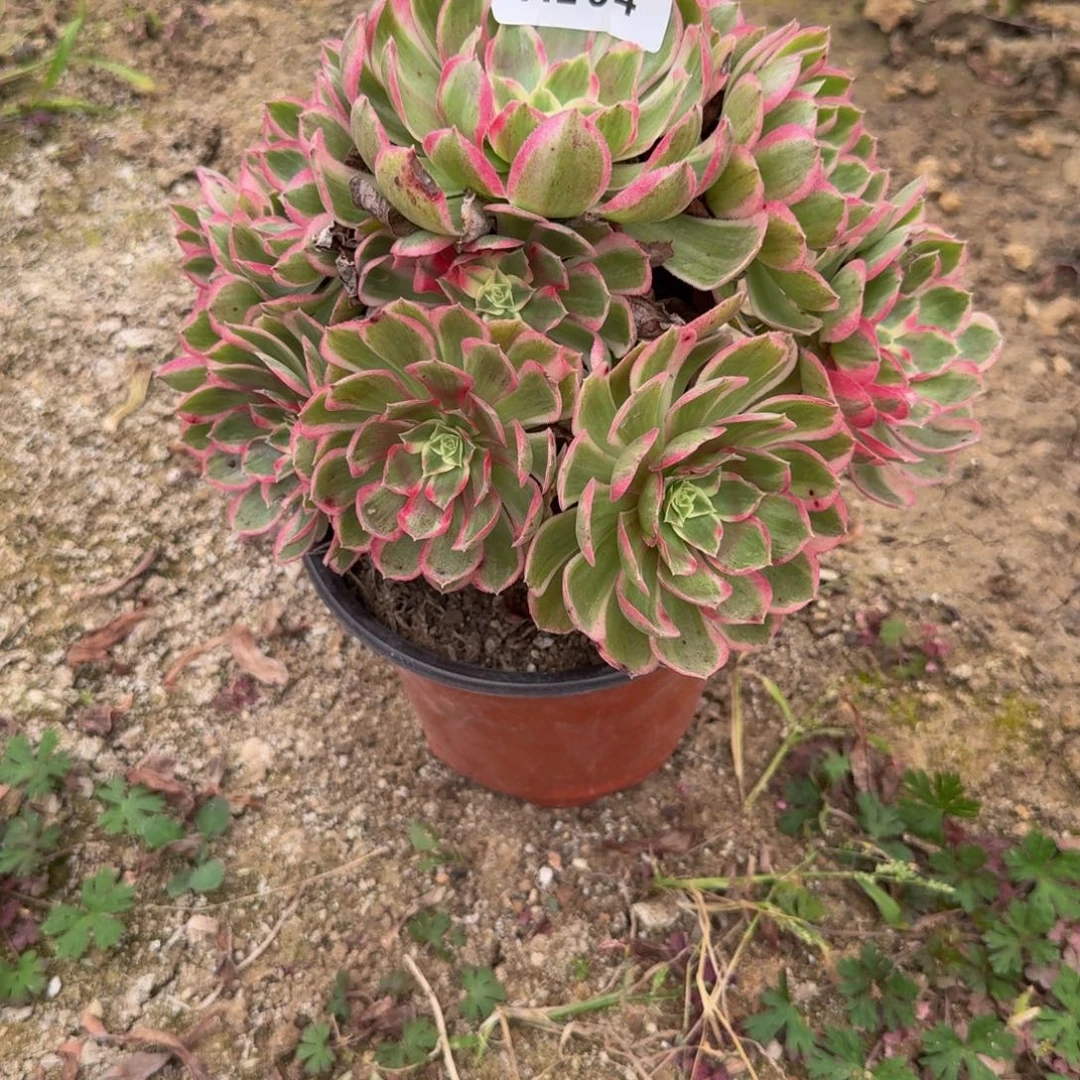 264孔雀翎。多肉植物