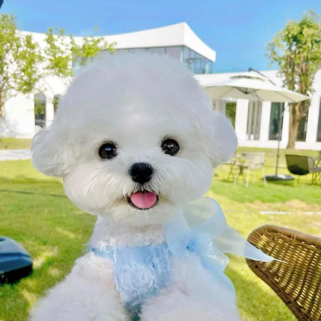 【乐它】宠物狗狗活体全款小型犬链接