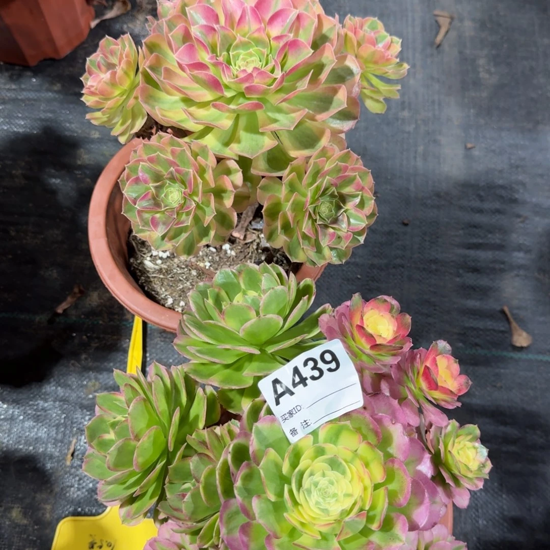 情***昔雨荷海仙两颗a439