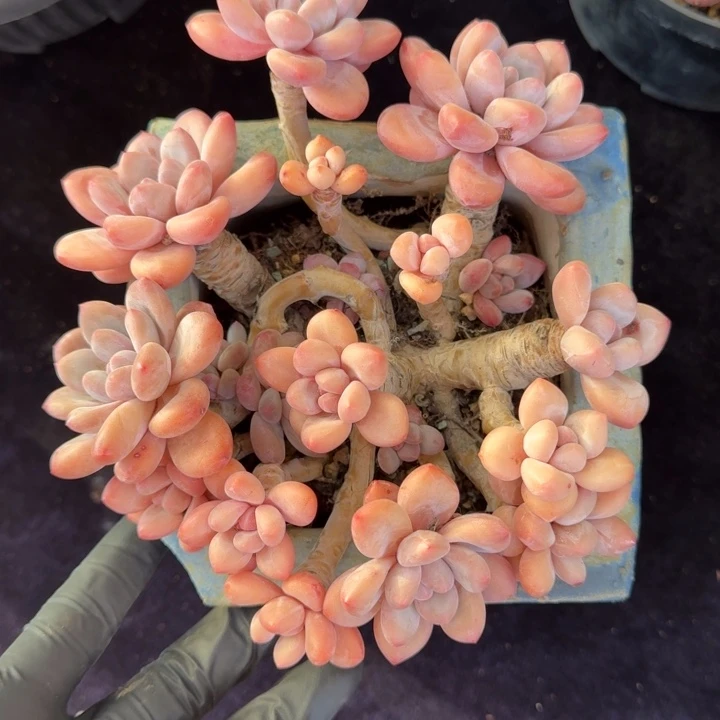 15厘米左右一物一拍的的多肉植物的