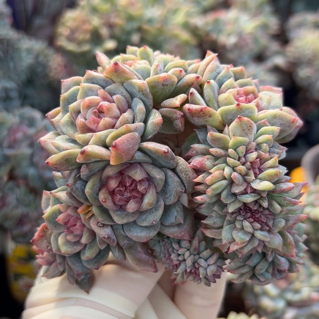 新年快乐 新年快乐 新年快乐