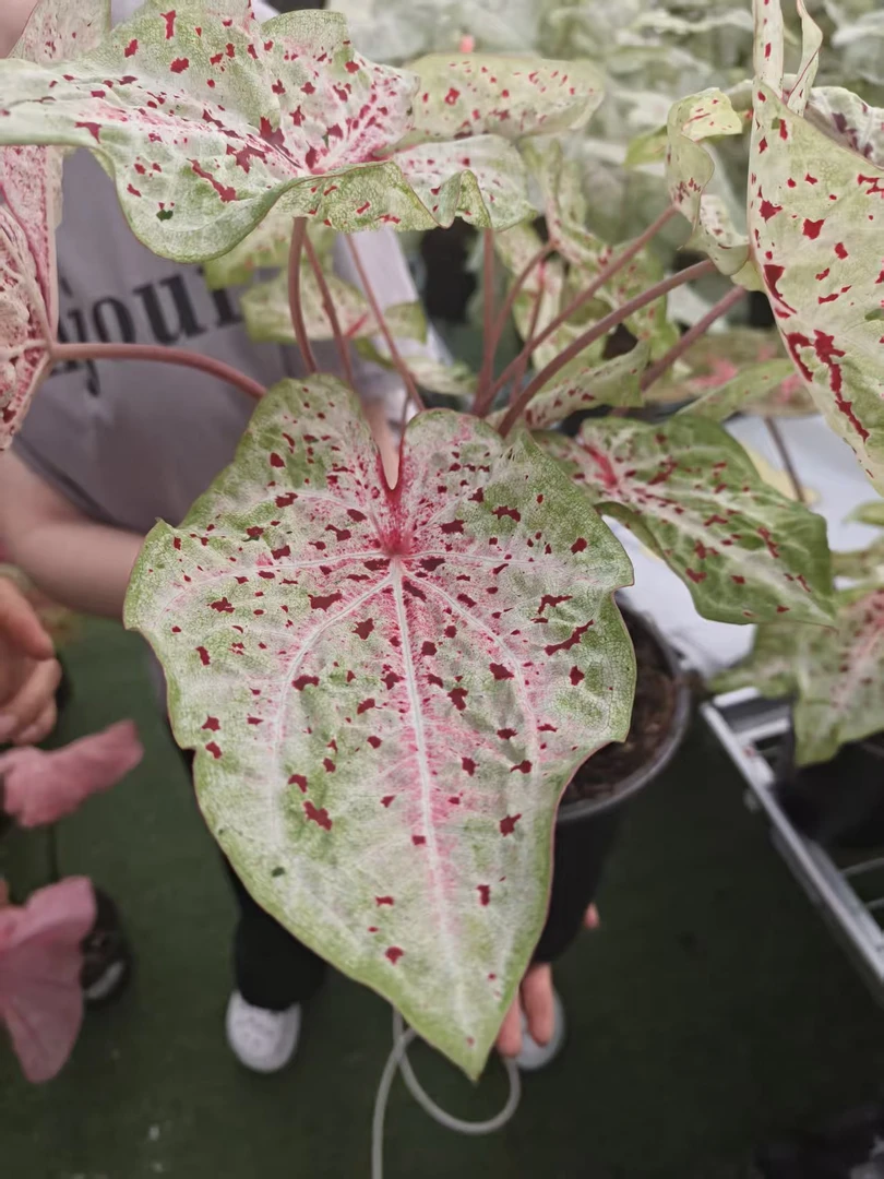 【玛菲特】彩叶芋锦化植物进口球超大球桌面阳台室内热植