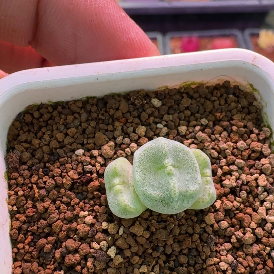 玄***鱼云缦精品番杏20.39