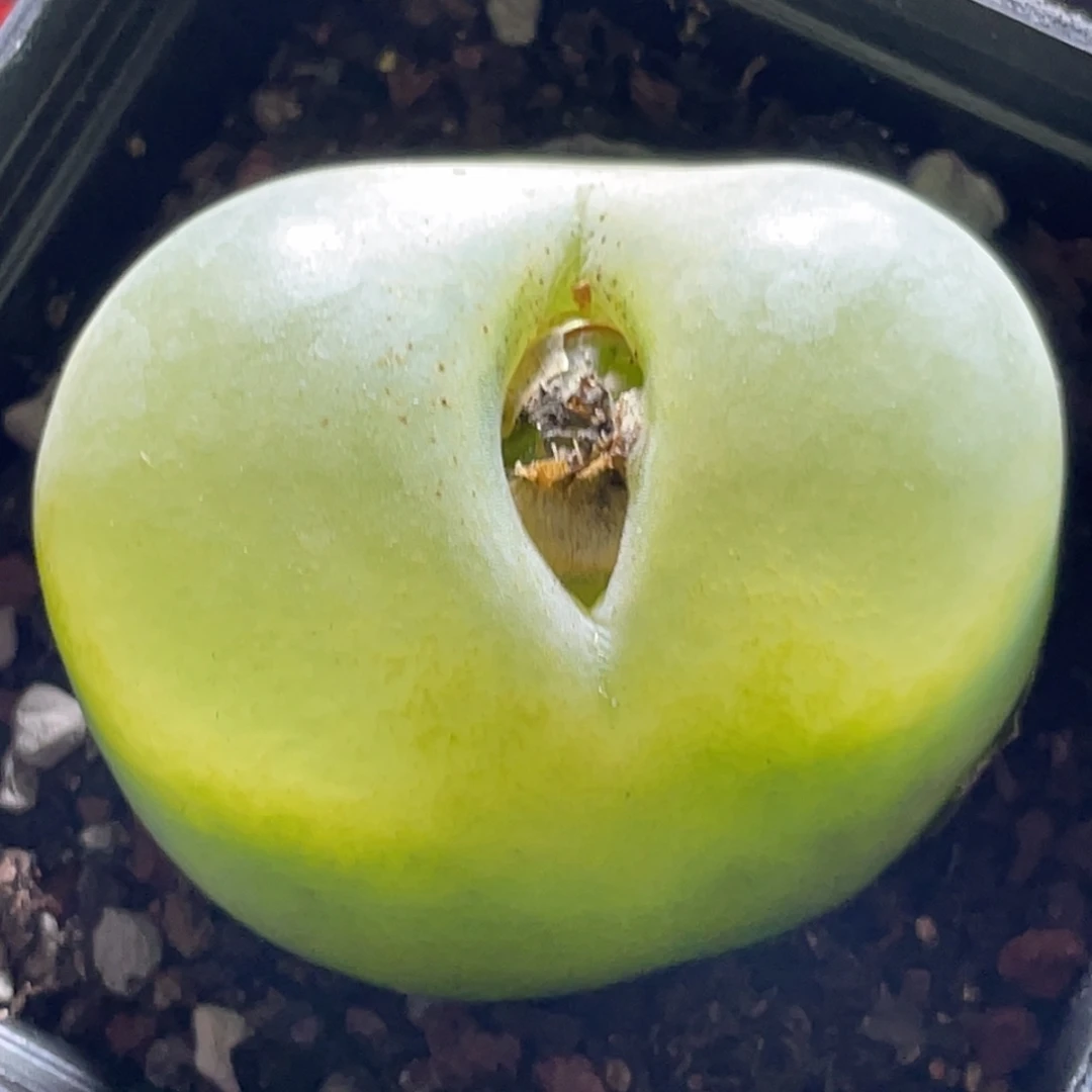 2倍距离拍的～尺寸3.7