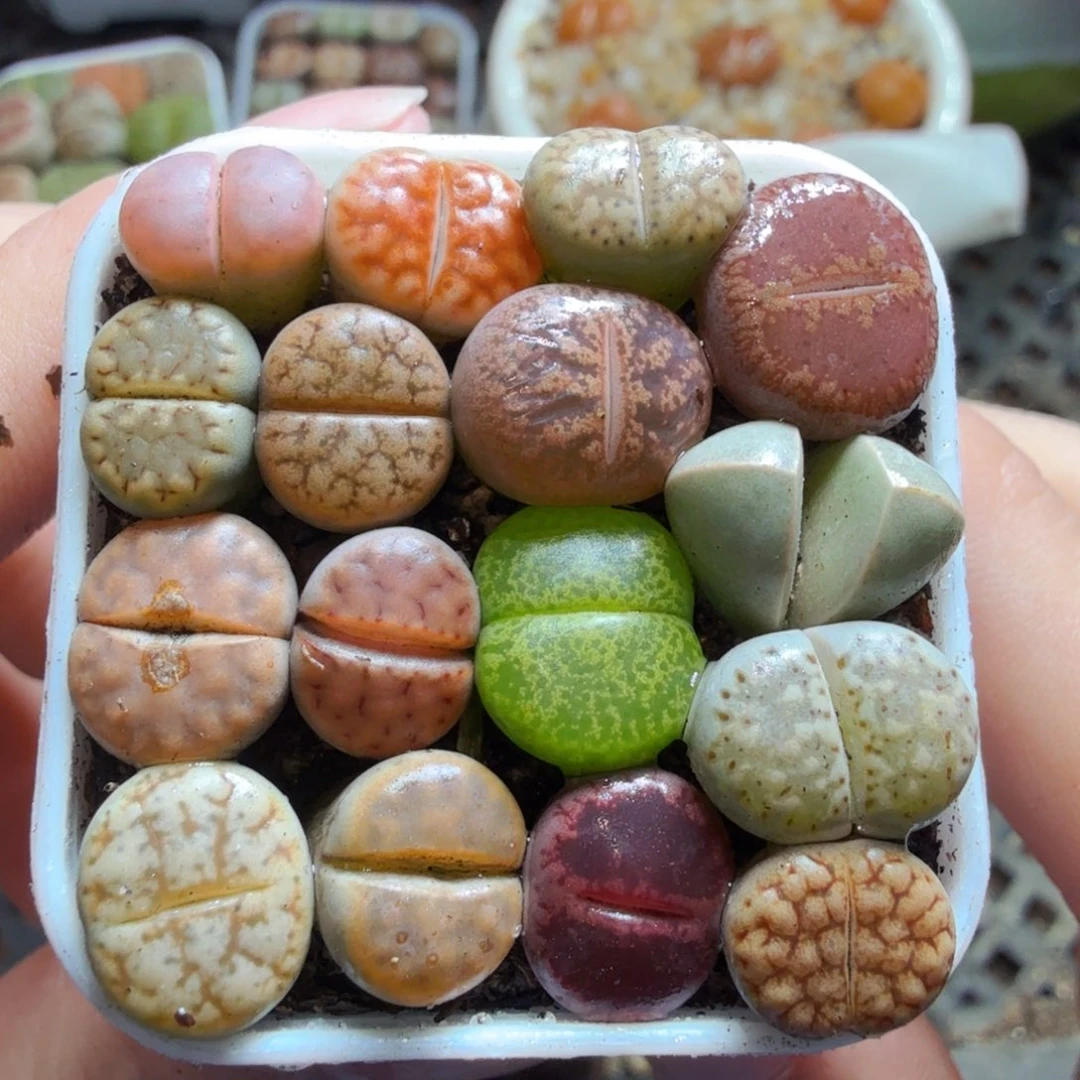 多肉葡萄的味道真的是660