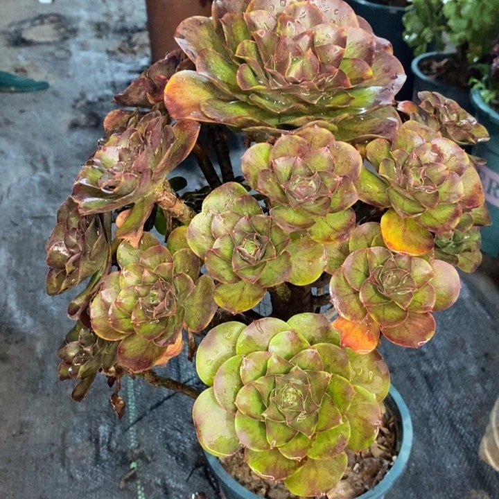 魅金玫瑰多肉植物32。