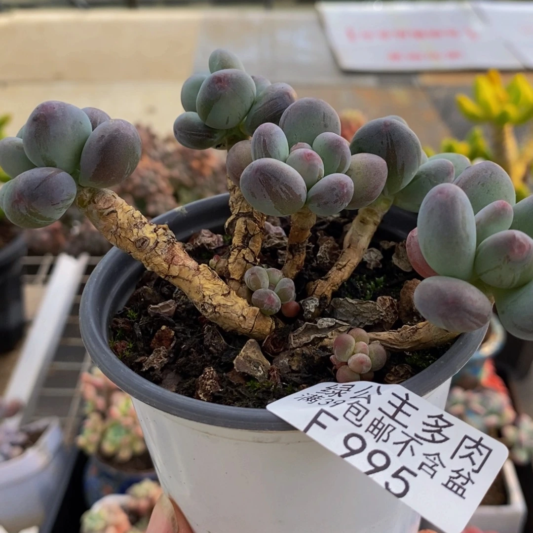 995苹果奶10cm多肉