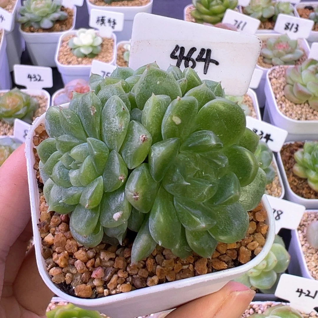 464号泼天富贵4头